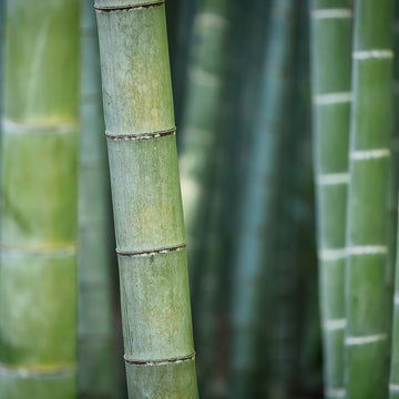 <strong>BAMBOO FIBER</strong> Lyocell