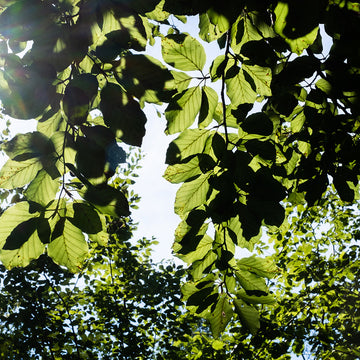 <strong>T-shirts made of wood</strong> - innovation meets nature
