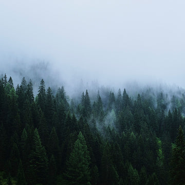 <strong>WOOD FIBER</strong> TENCEL™ Lyocell, Modal &amp; LENZING™ ECOVERO™